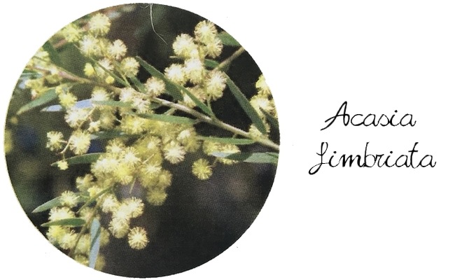 �ץꥹ�٥󥢥��������إե���֥ꥢ������