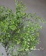 �ץꥹ�٥󥢥��������إե���֥ꥢ������
