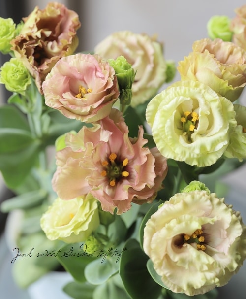 トルコキキョウ　ユーストマ苗　アンバーダブルモヒート１６本 トルコキキョウ ユーストマ苗 アンバーダブルモヒート16本 桔梗 苗