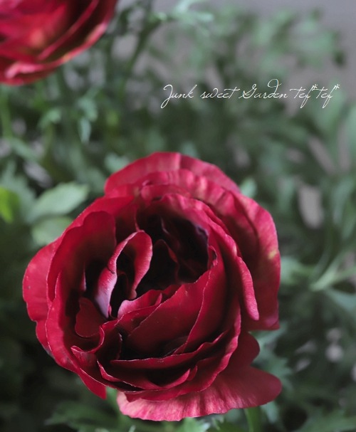 植田さん育種】 ラナンキュラス 『トワイライトレディ