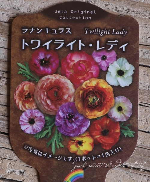 植田さん育種】 ラナンキュラス 『トワイライトレディ』 | すべての