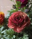 �ڿ��Ĥ������ ��ʥ󥭥�饹���إȥ磻�饤�ȥ�ǥ���