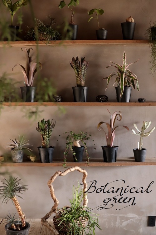 ��Ķ������ۥ����ᥢ �إ������ǥ������ʡ��Хꥨ��������