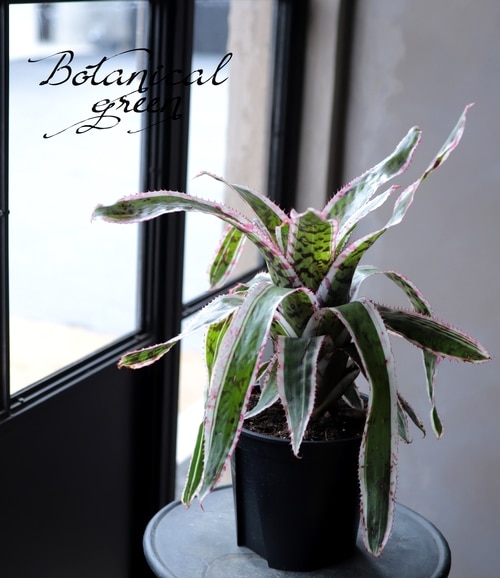 ��Ķ������ۥ����ᥢ �إ������ǥ������ʡ��Хꥨ��������