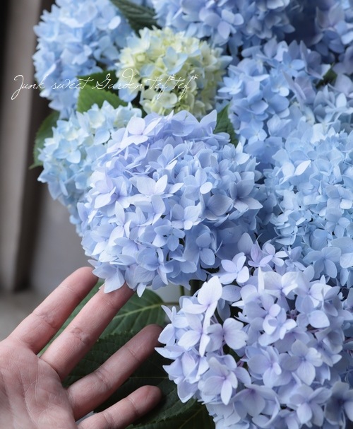 ナムナム様 リクエスト 2点 まとめ商品　紫陽花　アジサイ　エスメラルダ　他 アジサイ「大島緑花」「エスメラルダ」の開花｜2021年初夏