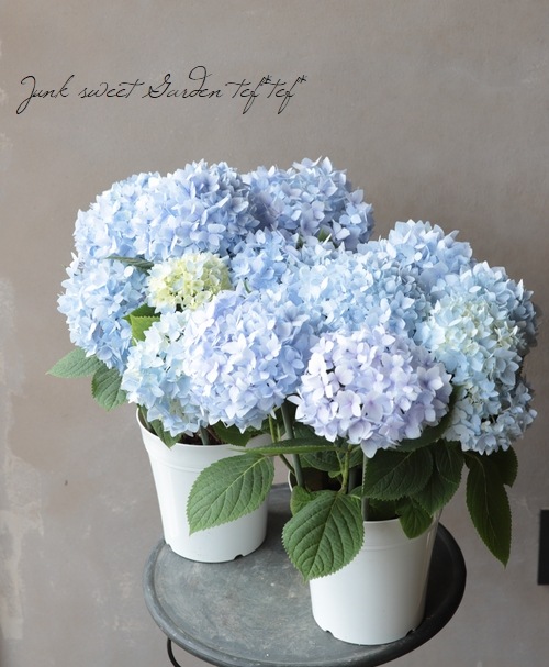 二季咲き紫陽花 エンドレスサマー ブルー すべての商品 Junk Sweet Garden Tef Tef