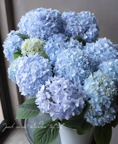 二季咲き紫陽花 『エンドレスサマー』 ブルー | すべての商品 | | Junk