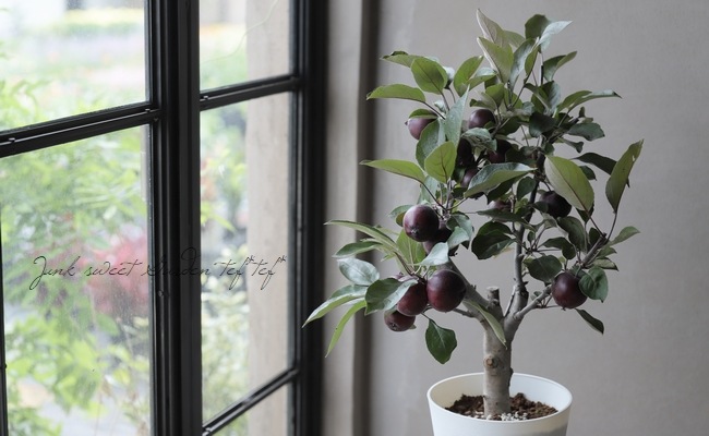 果樹】 姫林檎・クラブアップル 『ジェネバ』 身の中まで赤い！【枝の