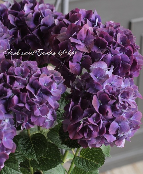 秋色紫陽花品種 ハイドランジア 紫陽花 マジカルシリーズ ルビー すべての商品 Junk Sweet Garden Tef Tef