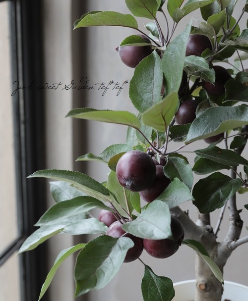 果樹】 姫林檎・クラブアップル 『ジェネバ』 身の中まで赤い！【枝の