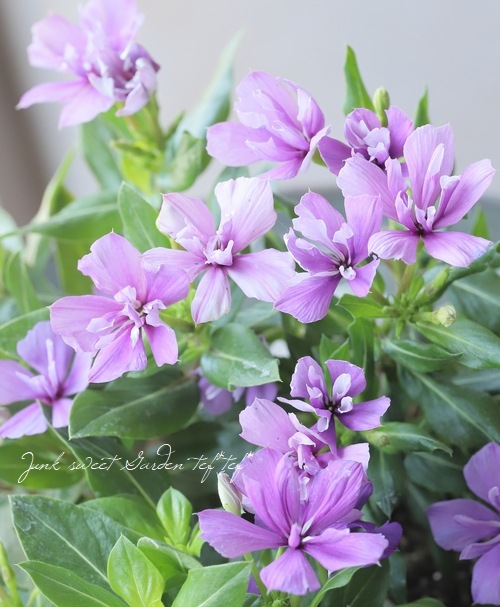 専用 いずみさん 北島園芸オリジナル】 ニチニチソウ・ミラシリーズ 『ストロベリー