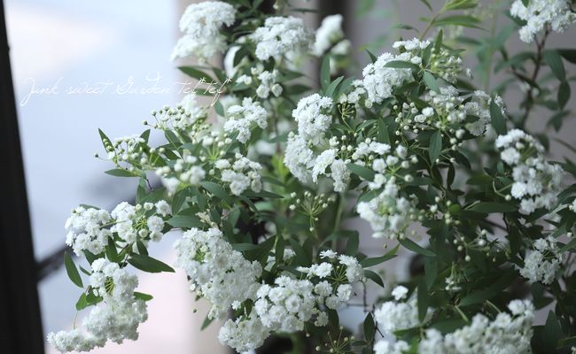 八重咲きコデマリ』 | すべての商品 | | Junk sweet Garden tef*tef*