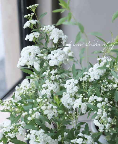 八重咲きコデマリ』 | すべての商品 | | Junk sweet Garden tef*tef*