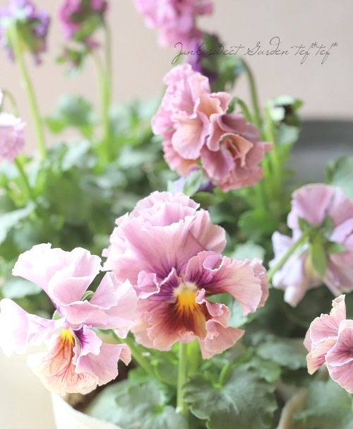 薔薇の花、パンジー　額紫陽花の3点セット　ゴードンさん ○マツバラフラワーファームさんパンジー 『コライユ』 【ピンク系