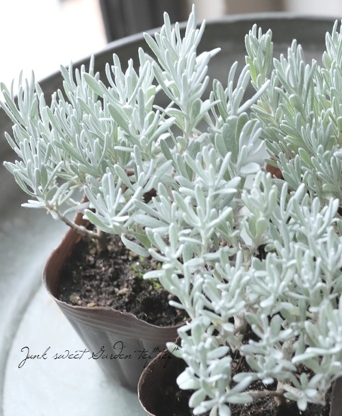 إꥯꥵࡦ󥹥˥ إСΡ