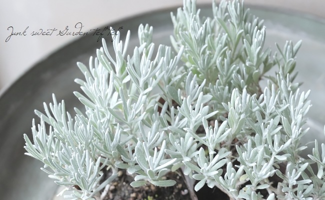 إꥯꥵࡦ󥹥˥ إСΡ