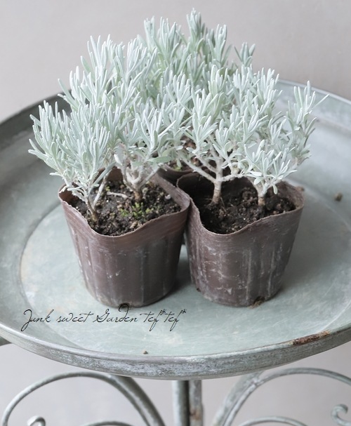 إꥯꥵࡦ󥹥˥ إСΡ