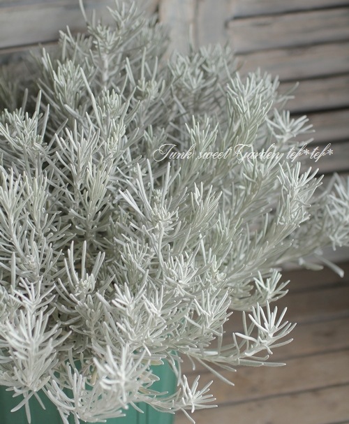 إꥯꥵࡦ󥹥˥ إСΡ