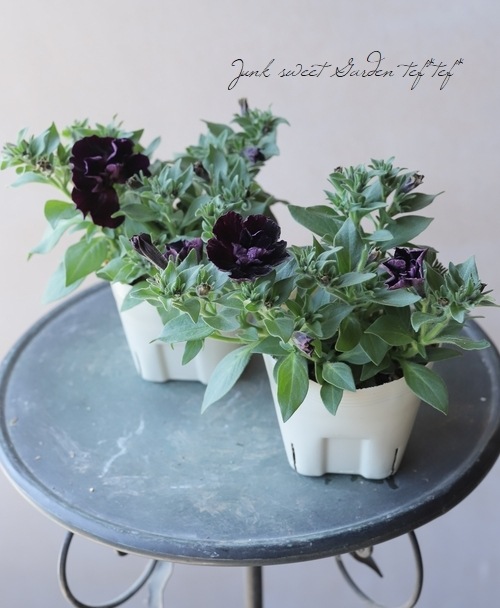 �ڲ�˧���ꥸ�ʥ�� Ȭ�ź餭�ڥ���˥�������ꥨ�åȡ��إ֥�å���