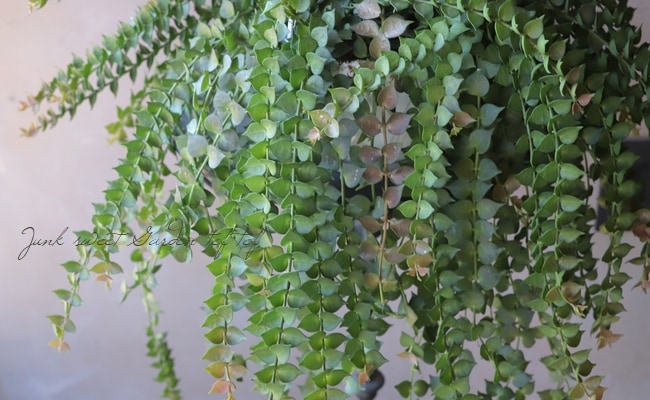 �ڴ��տ�ʪ�ۥǥ������ǥ��� �ߥꥪ��ϡ��� �إ륹���ե��ꥢ��