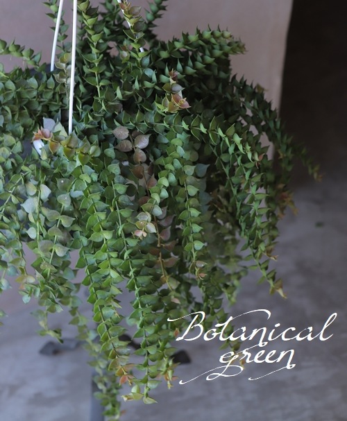 �ڴ��տ�ʪ�ۥǥ������ǥ��� �ߥꥪ��ϡ��� �إ륹���ե��ꥢ��