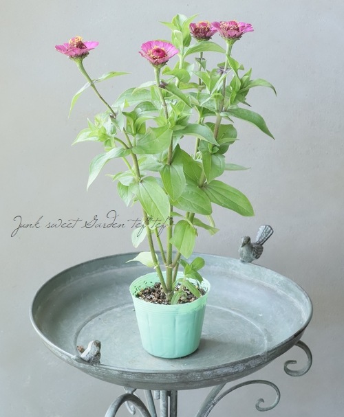 ���˥�������ǥ�� ��F�����ס�