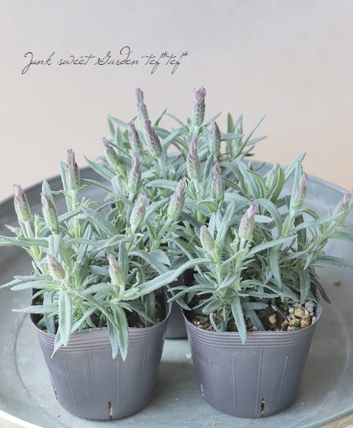 �ե�����٥���� �إץ�ޥ١����