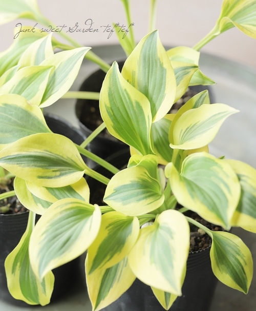 中型種ホスタ・ギボウシ 『グランドプライズ』 | すべての商品