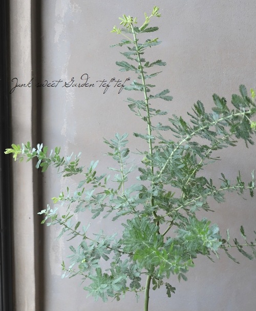 銀葉アカシア 『ミモザアカシア』 | すべての商品 | | Junk sweet