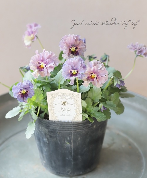 ○育種家ビオラ 『レディ』 大株【A】1点物 | すべての商品 | | Junk