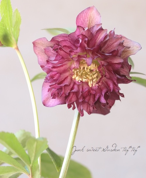 下原園芸・クリスマスローズ 『超多弁ダブル』 2026【No.13】 | すべて