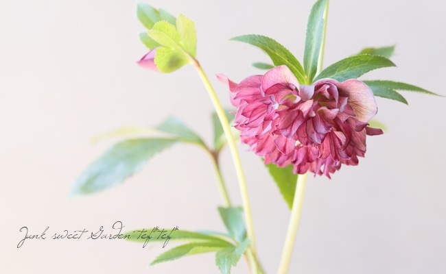 下原園芸・クリスマスローズ 『超多弁ダブル』 2026【No.13】 | すべて