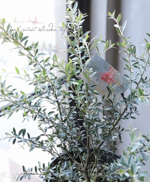 ����ӥ쥢 �إǥ��ߥ˥塼���� �������ȥ�ꥢ��ץ���