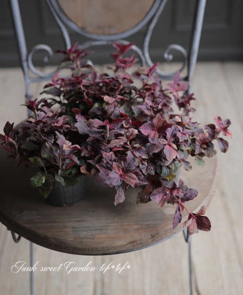 ����ƥ�ʥ󥻥顡�إޡ��֥륯������١�