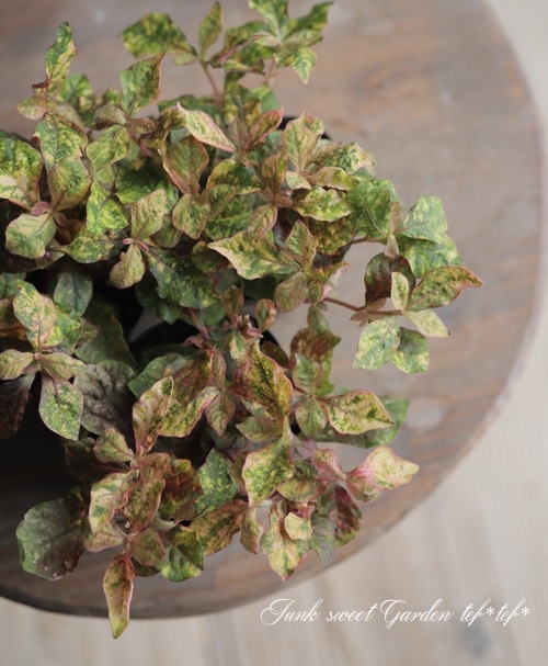 ����ƥ�ʥ󥻥顡�إޡ��֥륯������١�