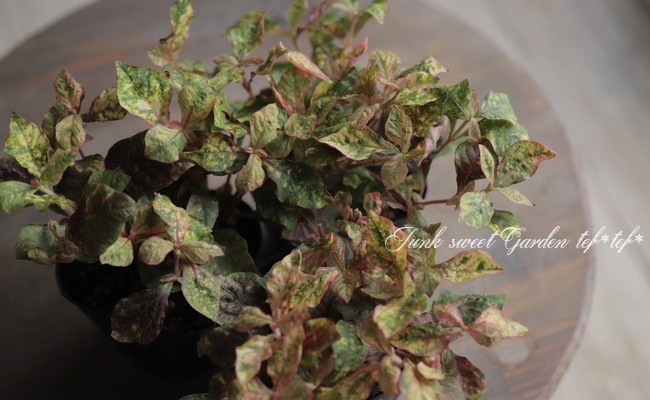 ����ƥ�ʥ󥻥顡�إޡ��֥륯������١�