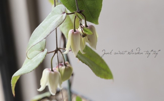 �����ޥ������ߺ餭���Х���ʡ����ϡ�����إإ�꡼��