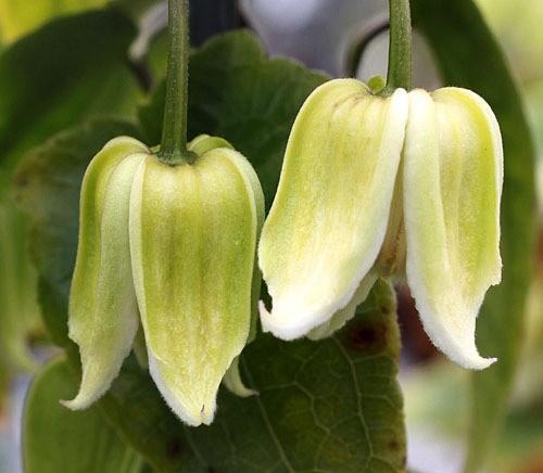 �����ޥ������ߺ餭���Х���ʡ����ϡ�����إإ�꡼��