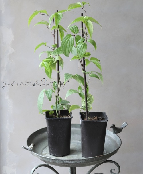 �����ޥ������ߺ餭���Х���ʡ����ϡ�����إإ�꡼��