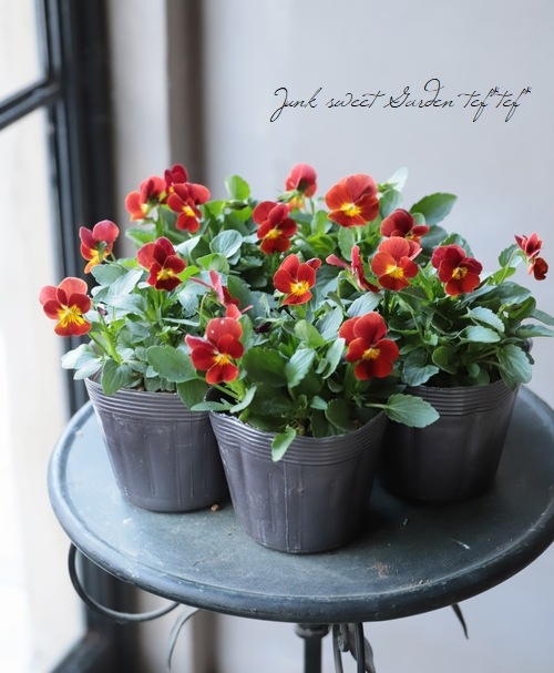 ビオラ・ももかシリーズ 『しゅいろ』 | すべての商品 | | Junk