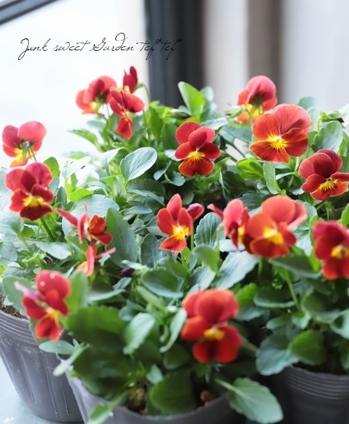 ビオラ・ももかシリーズ 『しゅいろ』 | すべての商品 | | Junk