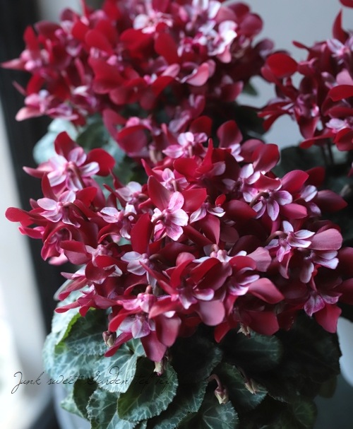 ǥ󥷥󡦥åإ磻åɡ١