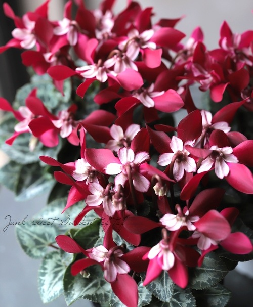 ǥ󥷥󡦥åإ磻åɡ١