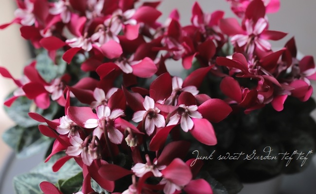 ǥ󥷥󡦥åإ磻åɡ١