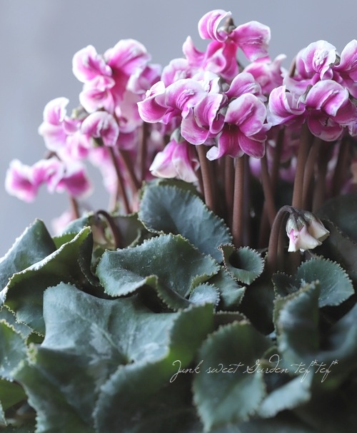 シクラメン 『天使のはね』 2020.No.F | すべての商品 | | Junk sweet