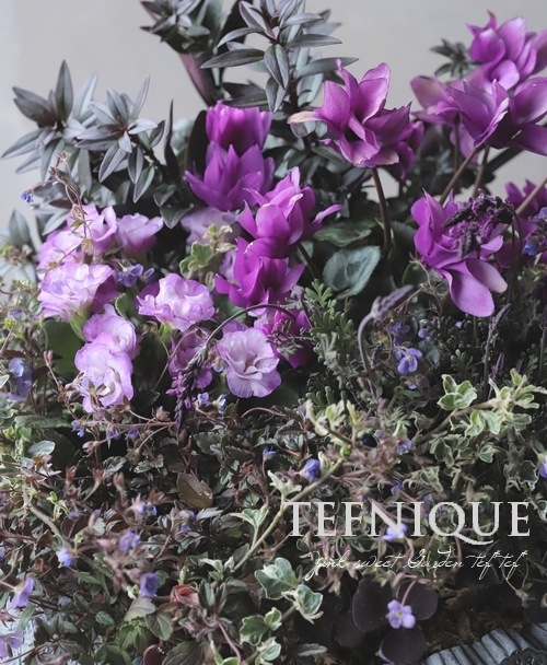 軽井沢たけいち園芸】 八重咲きシクラメン 『フェアリーピコ