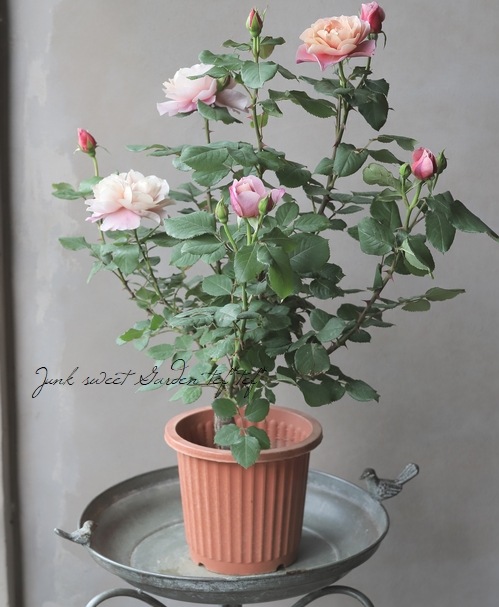 アンティークタッチバラ苗FL 『ディスタントドラムス』 | すべての商品