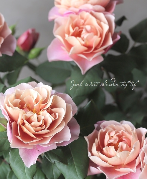 アンティーク　　薔薇　　机 アンティークタッチバラ苗FL 『ディスタントドラムス』 | すべての商品