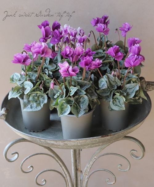 山野草　ベルキ希少濃色八重咲　シラネアオイ　4ポットセット 7/8D ゼラニウム 苗 濃いオレンジ 花付き 八重咲 花苗 大きめ苗