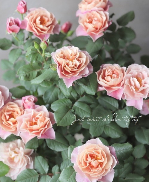 イギリスアンティーク　ブリキドラム　鉢カバー　ブロカント　ガーデニング　薔薇 イギリスアンティークブリキドラム鉢カバーブロカントガーデニング薔薇